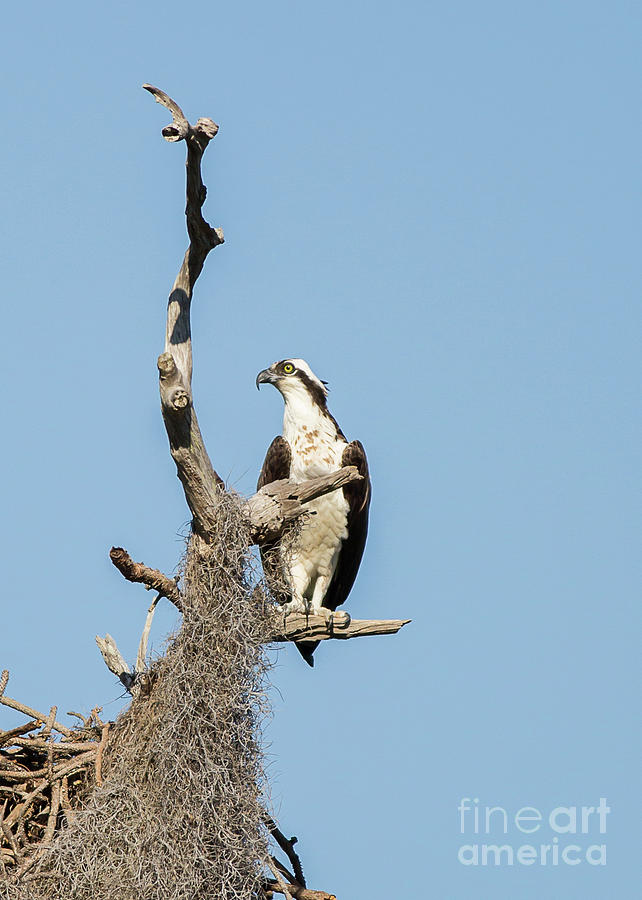 Perched Osprey by Brad Marzolf Photography Perched Osprey by Brad Marzolf Photography