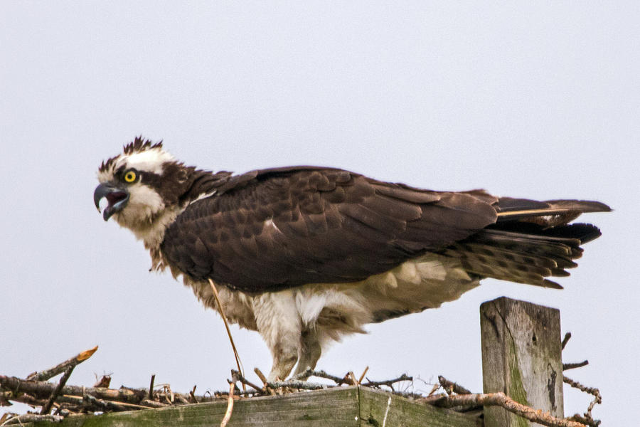 Perched Osprey Photograph by Ira Marcus