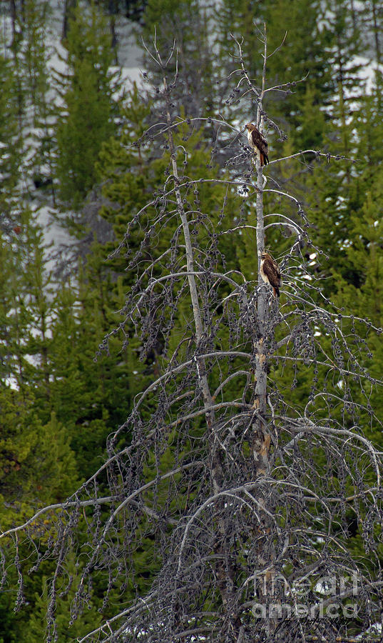 Perched Pair Of Osprey-Signed-#5913 Photograph by J L Woody Wooden