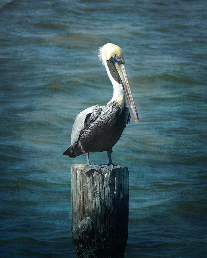 Pelican Photograph - Perched Pelican by Carla Parris