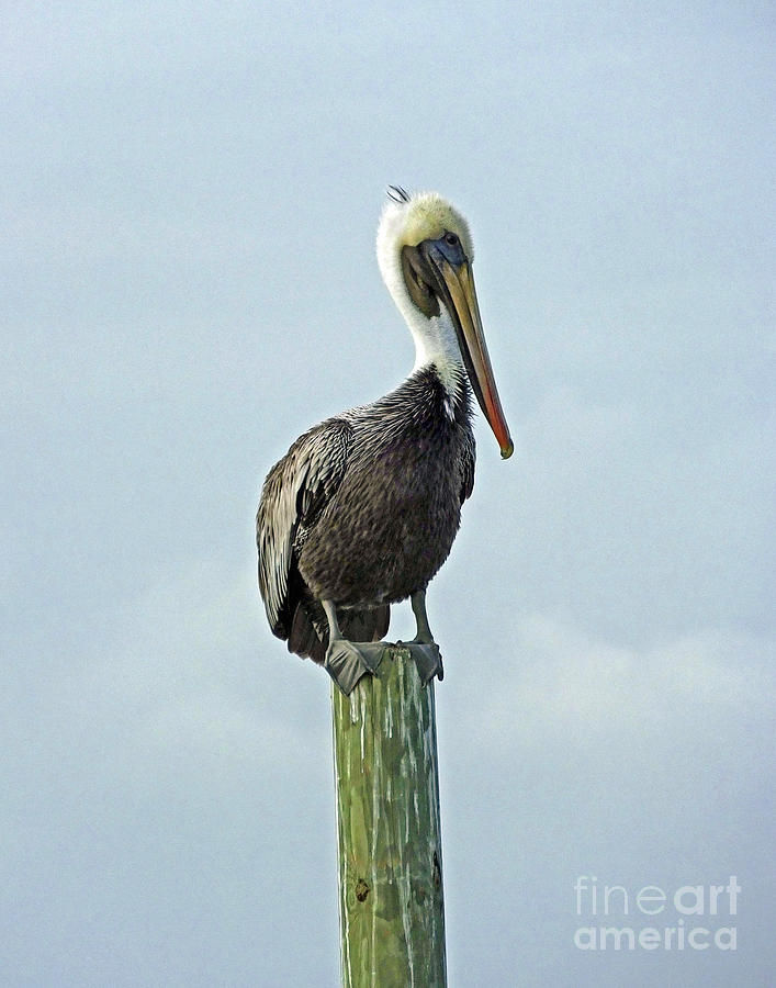 Perched pelican Photograph by Lizi Beard-Ward