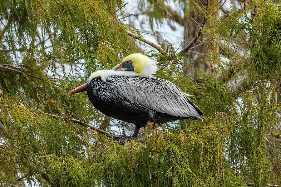 Perched Pelican Photograph by Paul Freidlund