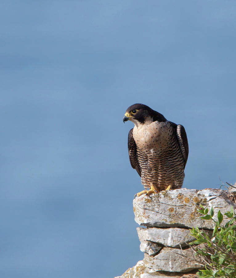 Perched Peregrine Falcon Photograph by Pete Walkden