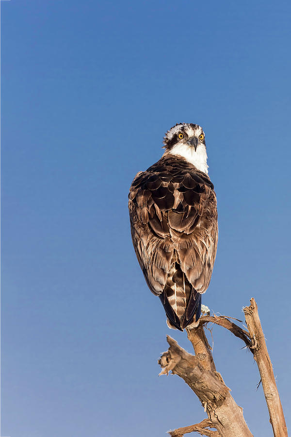 Perched Osprey Photograph by Mark Harrington