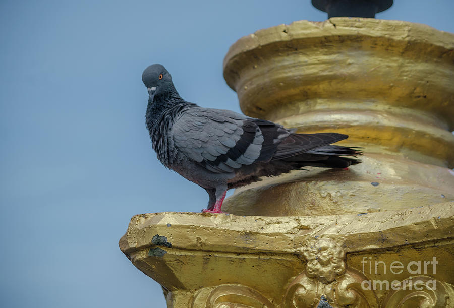 Perched Pigeon Photograph by Michelle Meenawong