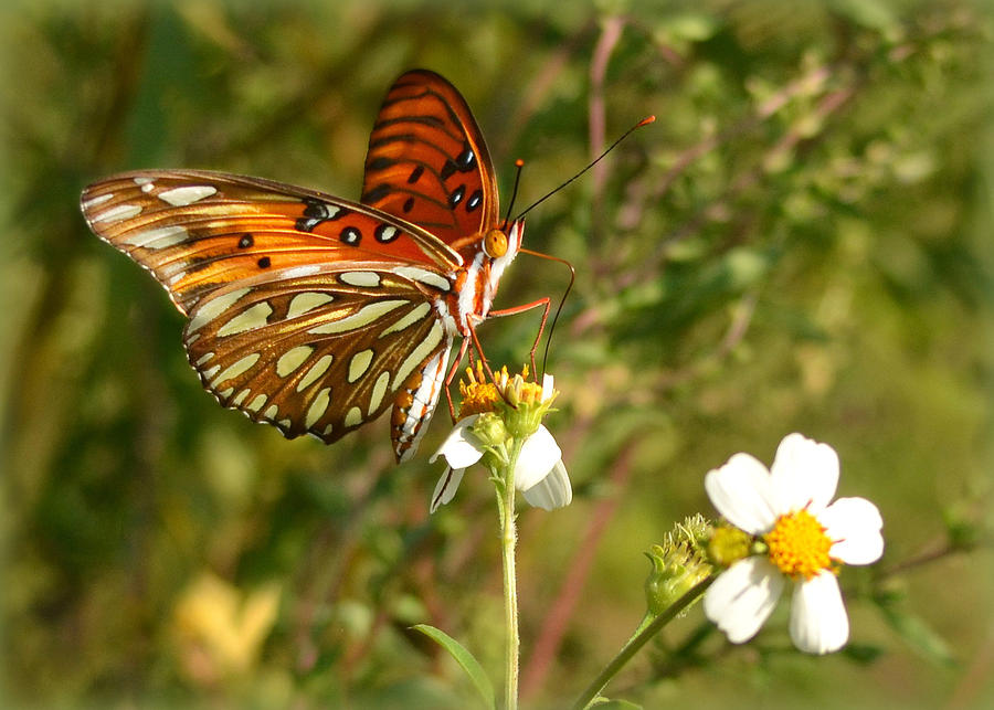 Perched Gulf Fritillary Photograph by Carla Parris