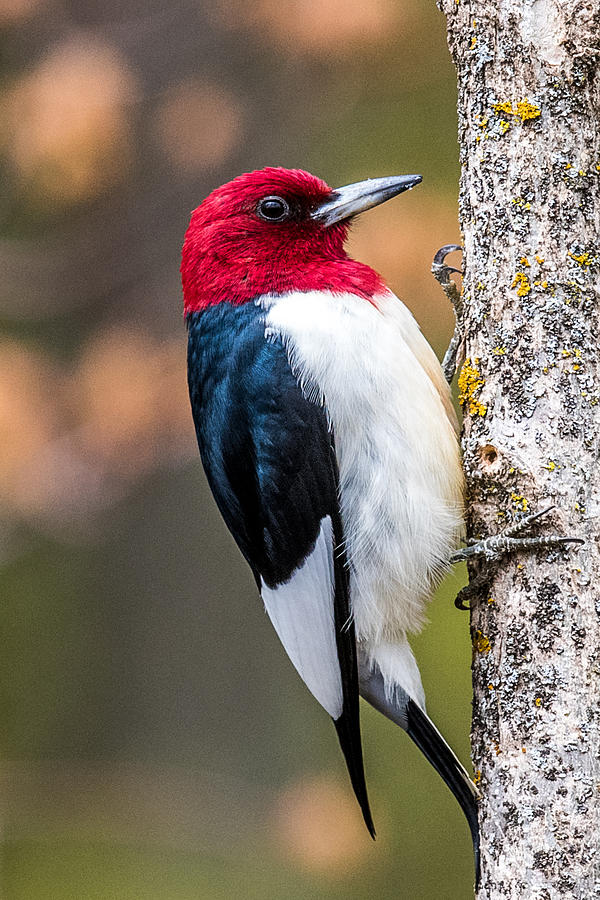 Perched Red Headed Woodpecker Photograph by Paul Freidlund