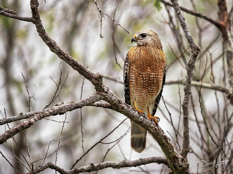 Perched Red Shouldered Hawk by David A Lane Perched Red Shouldered Hawk by David A Lane
