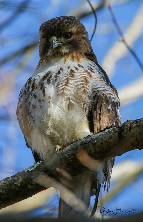 Perched Red Tail Photograph by Dustin Huckfeldt - Fine Art America