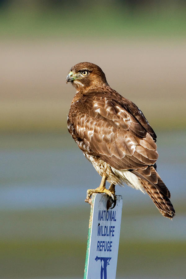 Hawk Photograph - Perched Red Tail Hawk by Randall Ingalls
