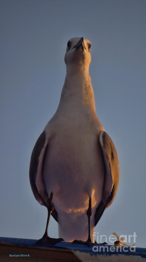 Perched Sea Bird Photograph by Roberta Byram