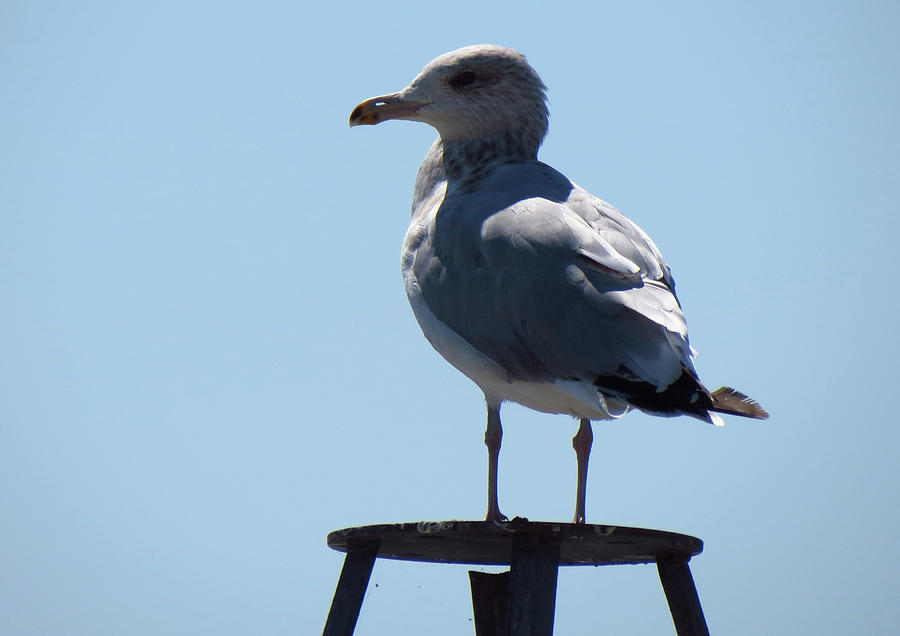 Seagull Photograph - Perched Seagull by Samantha Wagner