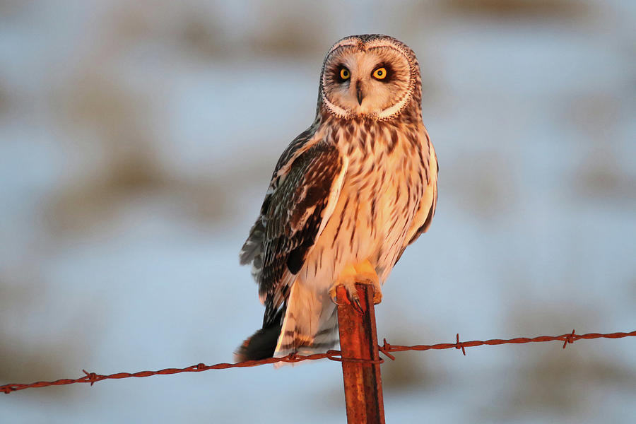 Perched Short eared Owl Photograph by Brook Burling