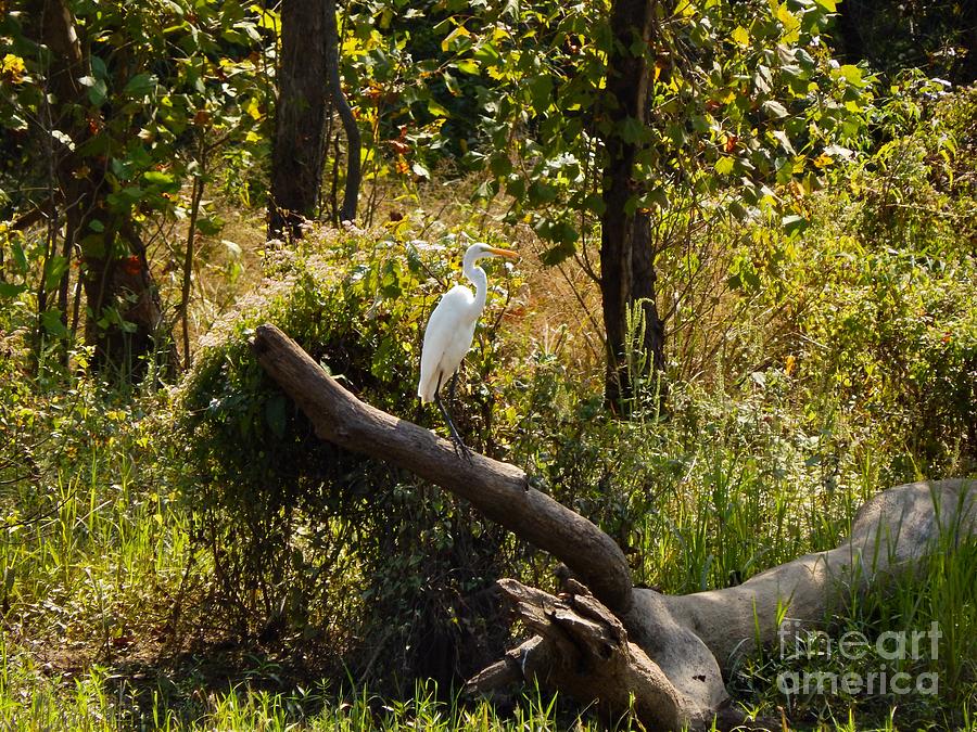 Perched Snowy Egret Photograph by Chris Tarpening