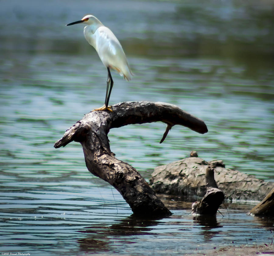 Perched Snowy Egret  Photograph by Debra Forand