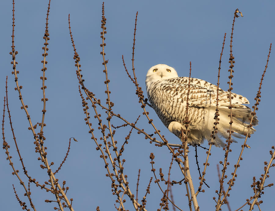Perched Snowy Owl 2015-1 Photograph by Thomas Young