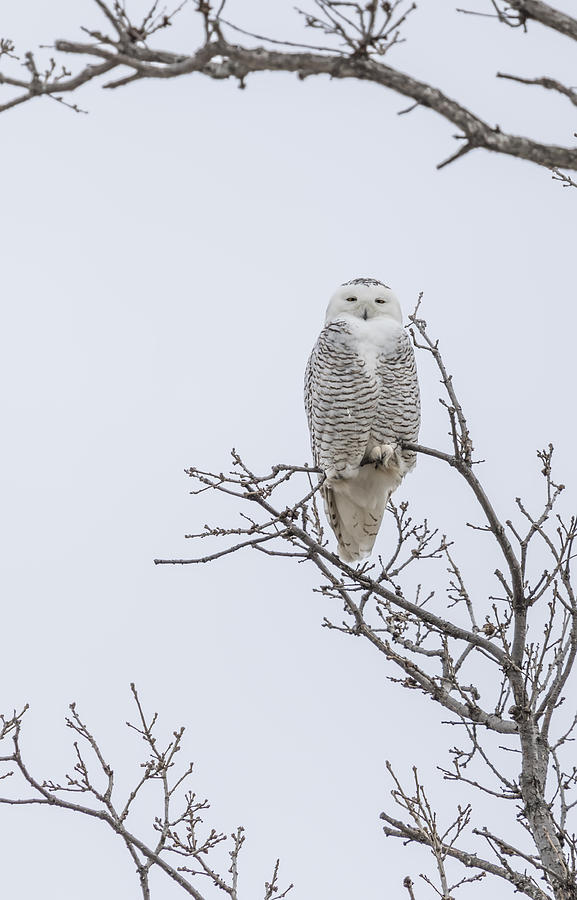 Perched Snowy Owl 2015-2 Photograph by Thomas Young