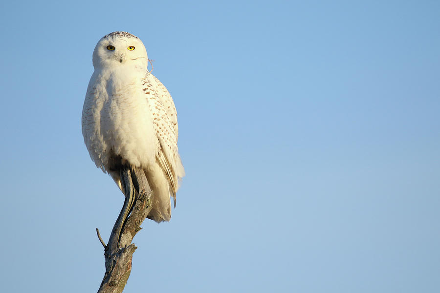 Perched Snowy Owl Photograph by Brook Burling