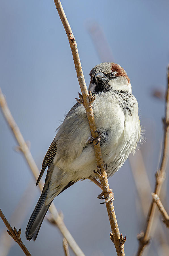Perched Sparrow Photograph by Susan McMenamin