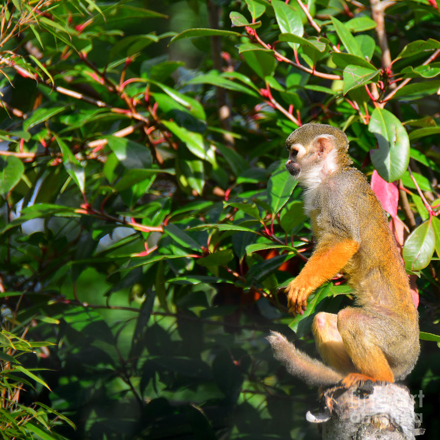 perched Squirrel Monkey Photograph by Paul Davenport