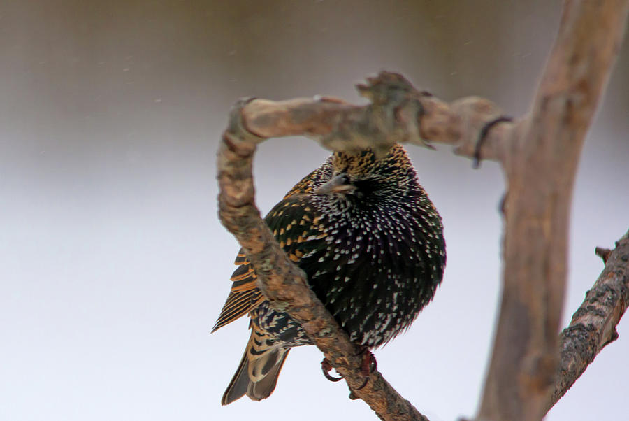 Perched Starling Photograph by Linda Kerkau