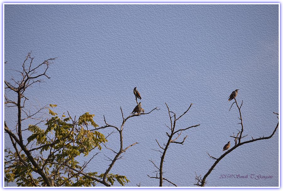 Perched Starlings Digital Art by Sonali Gangane