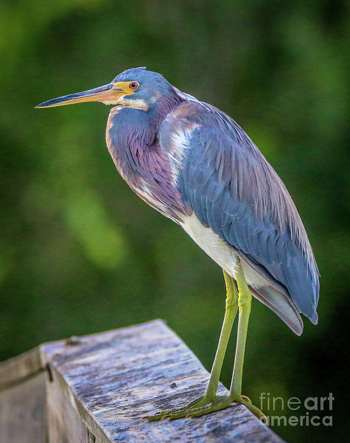 Perched Tri Colored Heron Photograph by Tom Claud