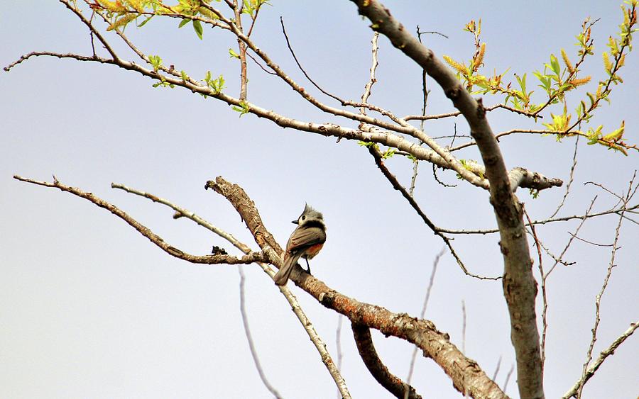 Perched Tufted Titmouse  Photograph by Cynthia Guinn
