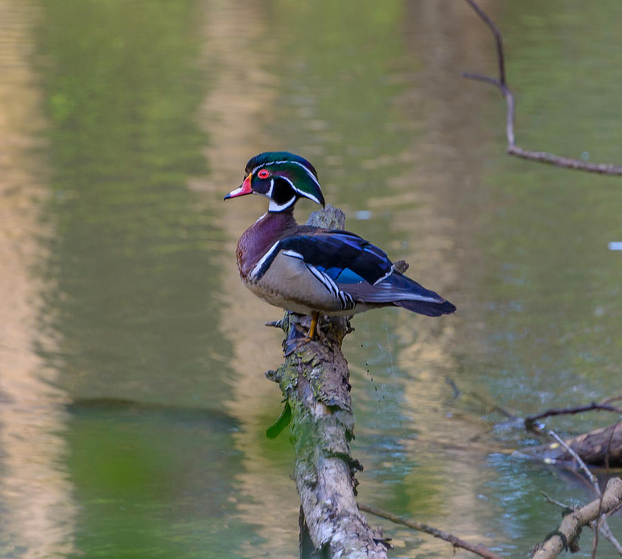 Perched Wood Duck Photograph by Jerry Cahill