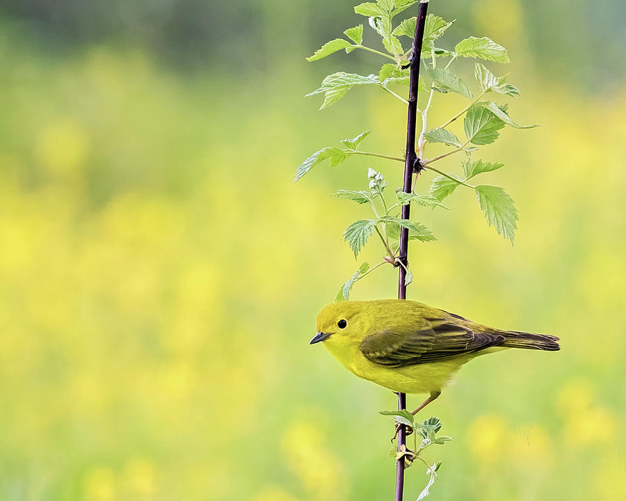 Perched Yellow Warbler Photograph by John Vose