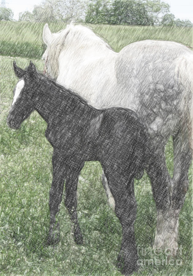 Percheron Colt and Mare in Pasture Digital Art Photograph by Conni Schaftenaar
