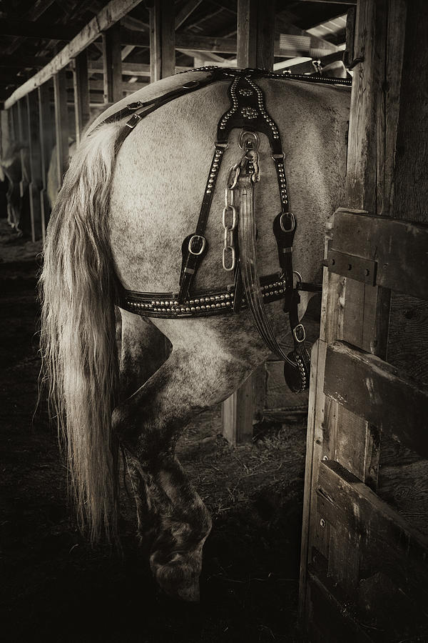 Percheron Draft Horse Photograph by Theresa Tahara