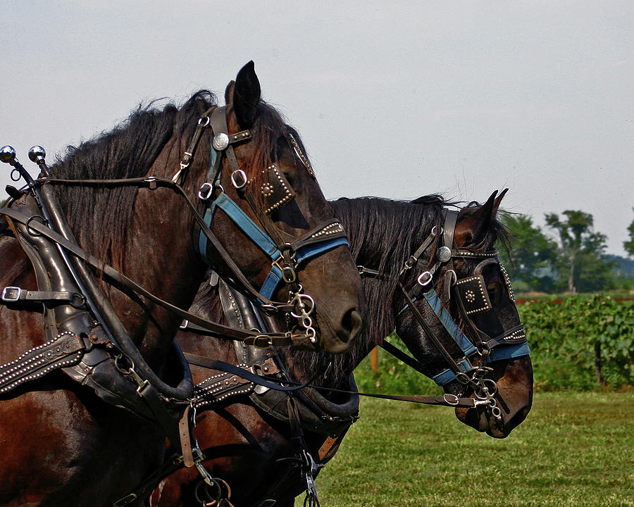 Percheron Draft Horses 4646 H_2 Photograph by Steven Ward