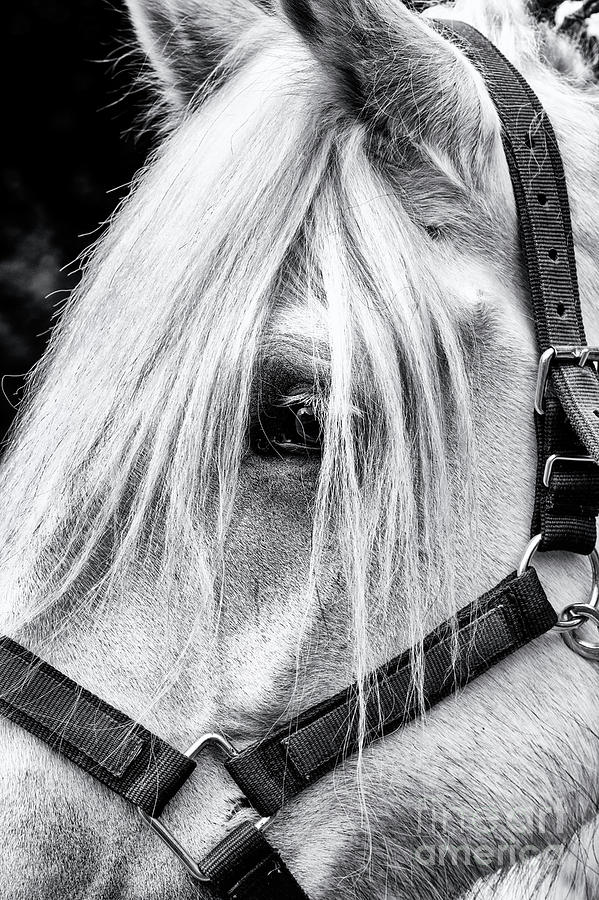 Percheron Horse Photograph by Tim Gainey