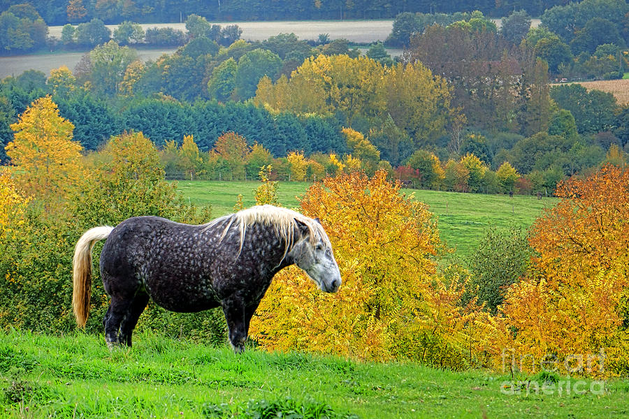 Percheron in Autumn  Photograph by Olivier Le Queinec