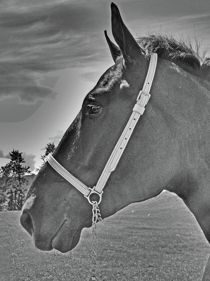 Percheron Profile Photograph by Al Bourassa