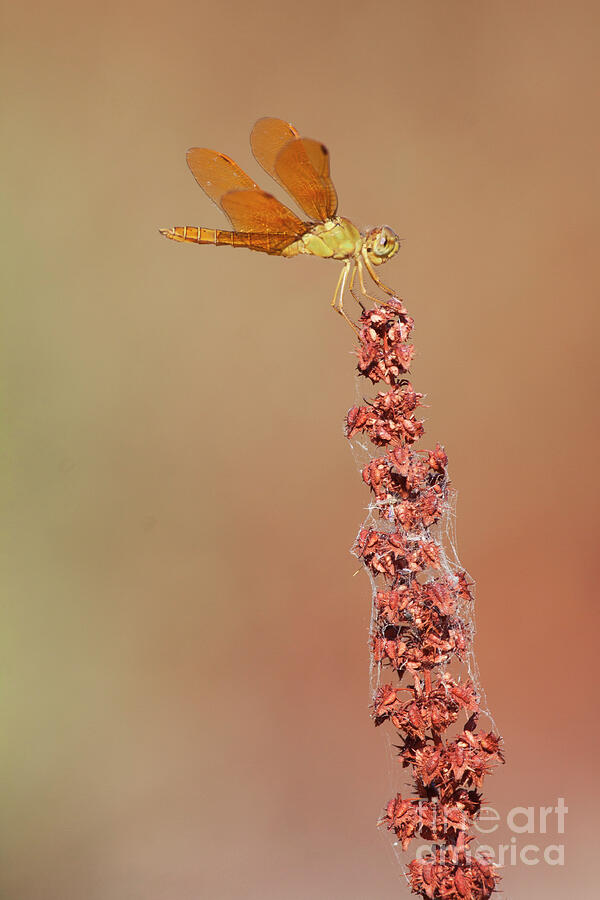  Perching Amberwing dragonfly  Photograph by Ruth Jolly