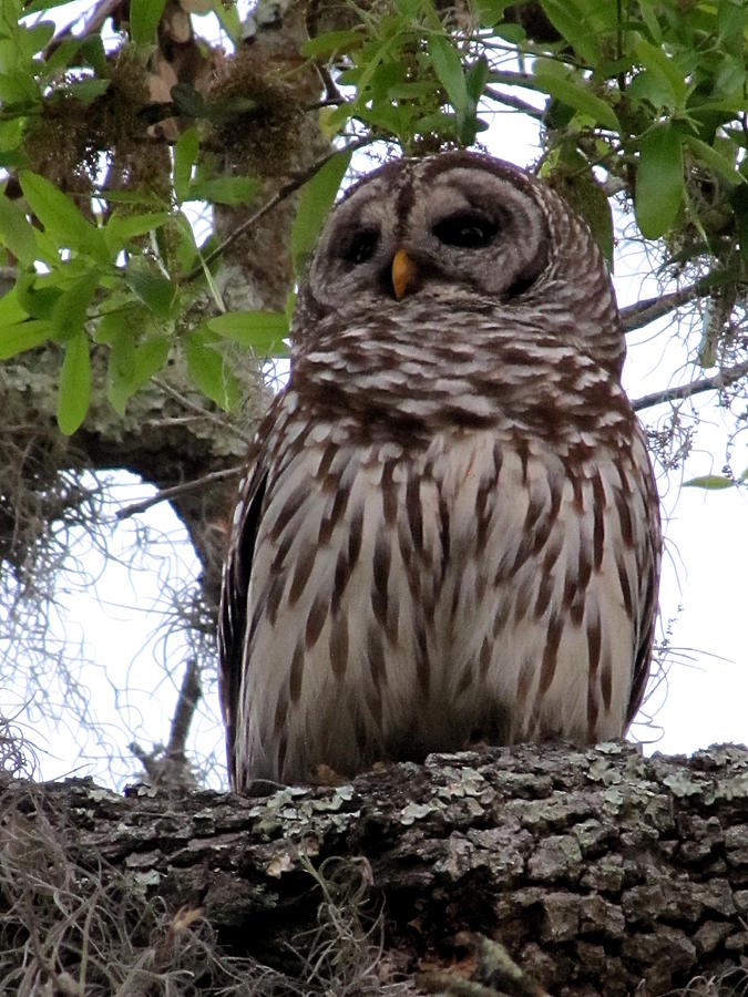 Perching Barred Owl  Photograph by Christopher Mercer