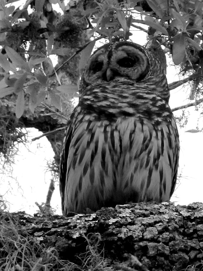 Perching Barred Owl in Black and White   Photograph by Christopher Mercer