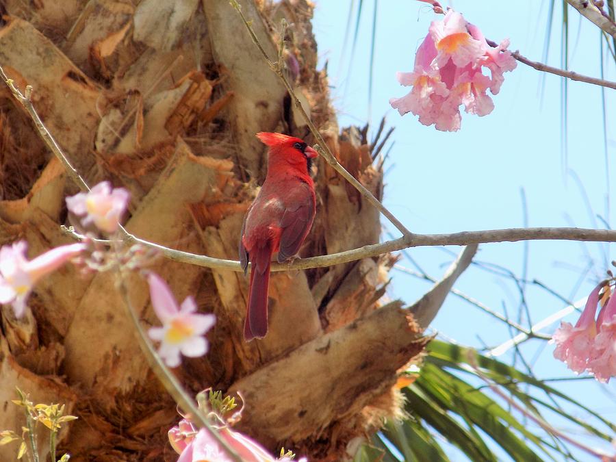 Perching Cardinal Photograph