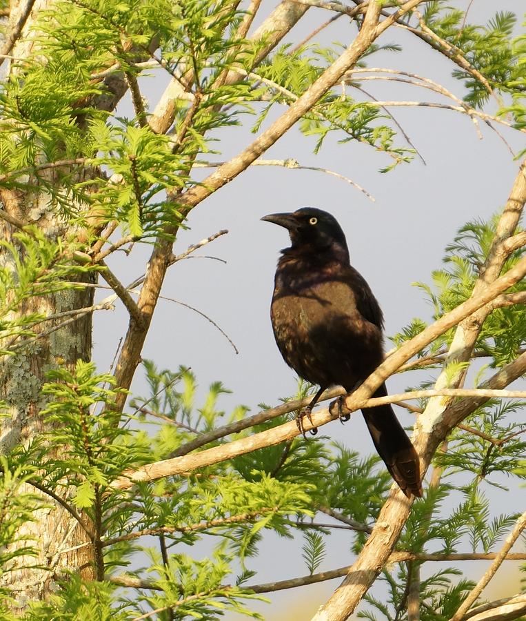 Perching crow Photograph by Pauline Simmonds - Pixels