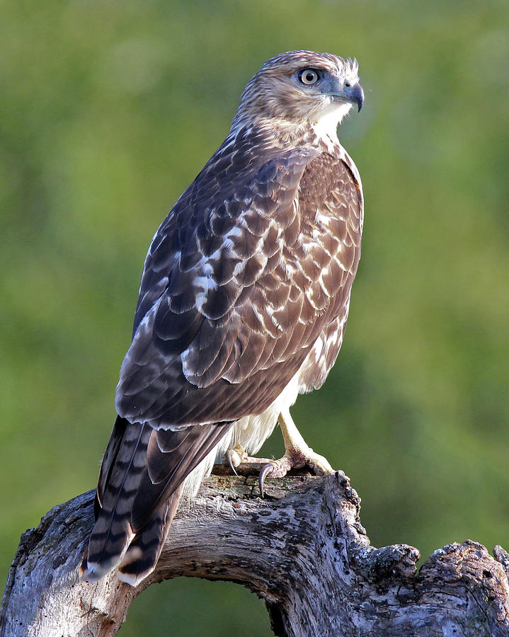 Perching Hawk Photograph by Sue Feldberg - Fine Art America