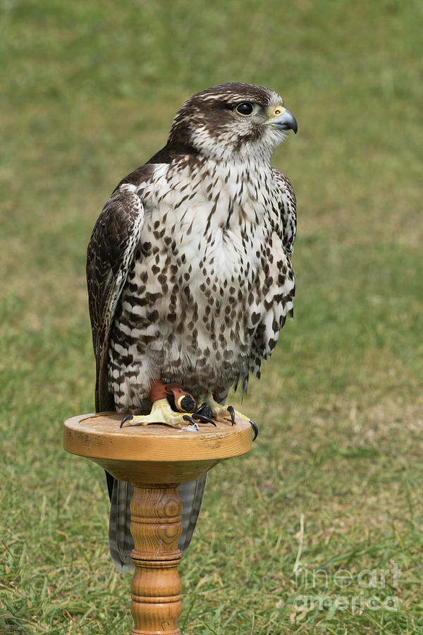 Perching Hawk Photograph by Terri Waters