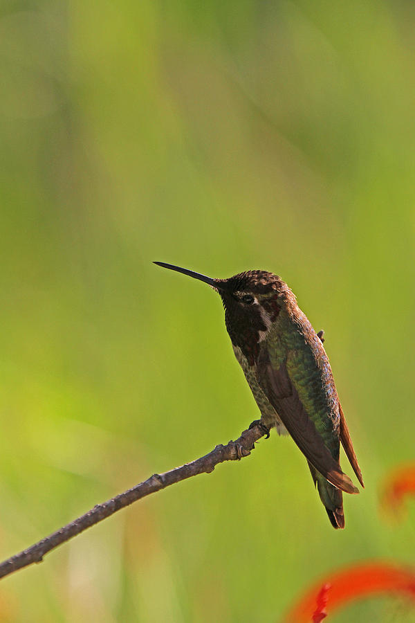 Perching Hummingbird Photograph by Juergen Roth