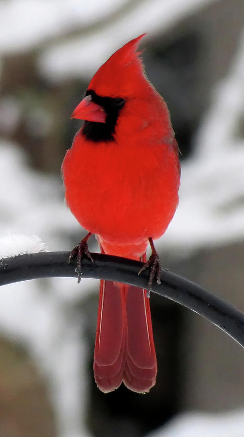 Perching Male Cardinal Photograph by MTBobbins Photography