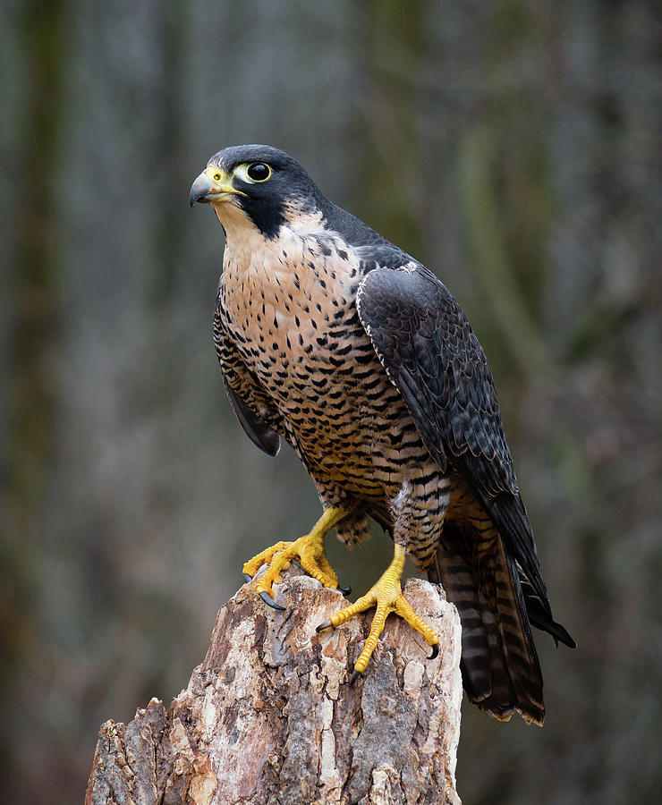 Perching Peregrine Photograph by Tracy Munson