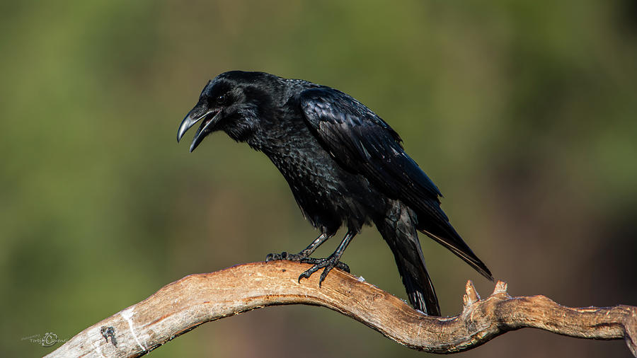 Raven Photograph - Perching Raven by Torbjorn Swenelius