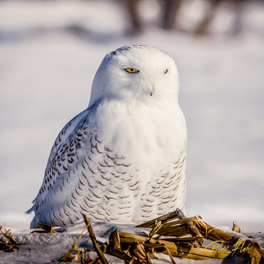 Perching Snowy Owl, Photograph by Rikk Flohr
