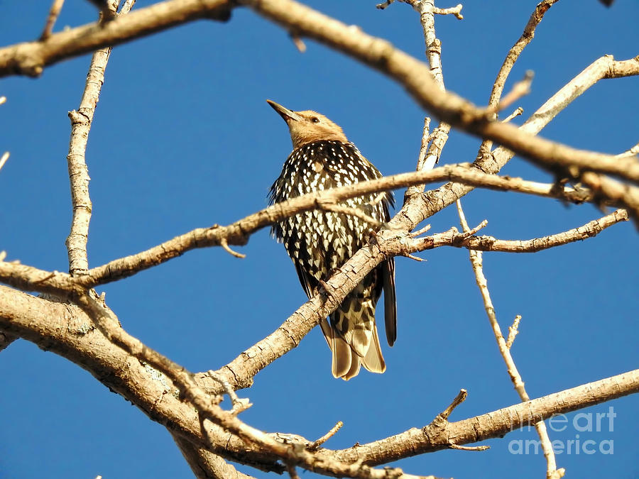 Perching Starling Photograph by Beth Myer Photography