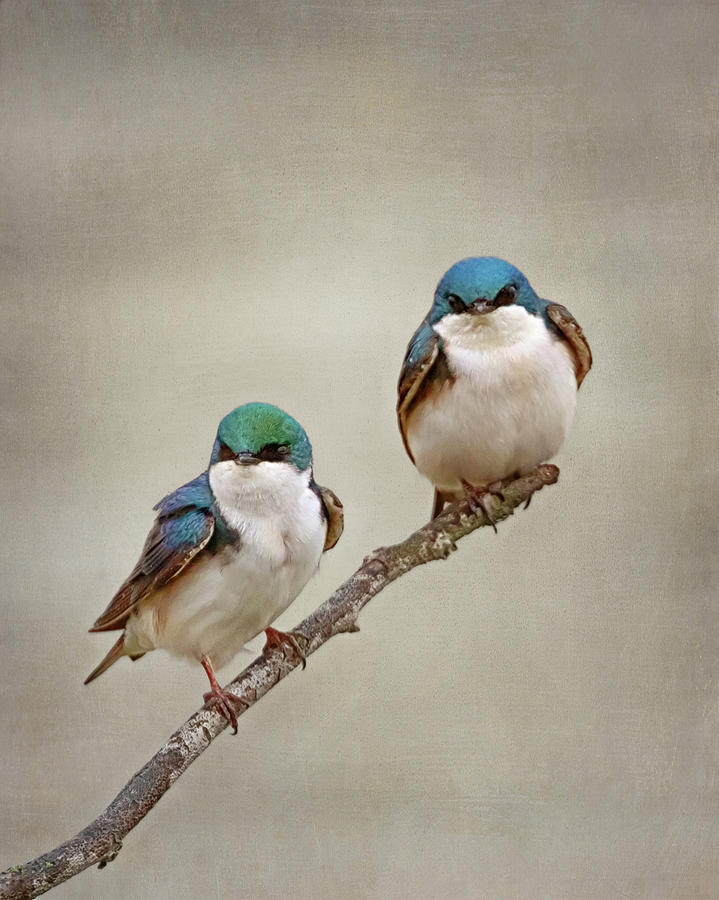 Perching Tree Swallows Photograph by Susan Rissi Tregoning